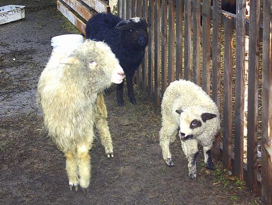 (FOTO) Żywa szopka przy parafii Najświętszego Serca Jezusowego