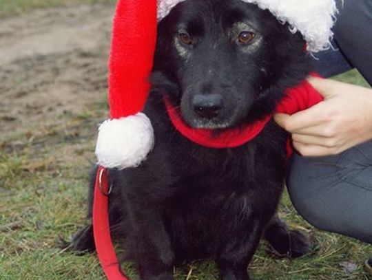 Kolejne trzy psiaki do przygarnięcia