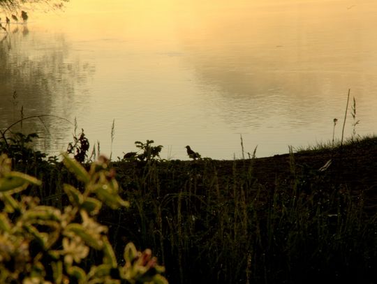 Ranek nad Pilicą Ranek nad Pilicą