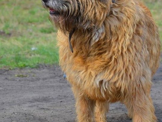 Adoptujemy psiaki...