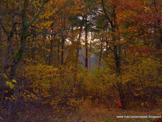 Jesienny przeplataniec