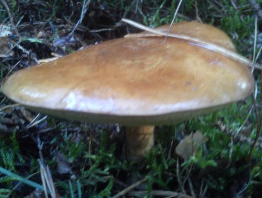 A może by tak... na grzyby