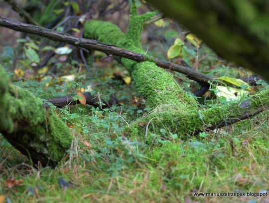 Jesienny przeplataniec