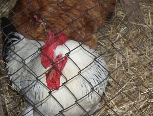 (FOTO) Żywa szopka przy parafii Najświętszego Serca Jezusowego