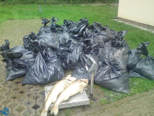 Śnięte Sandacze wylądowały w workach na śmieci