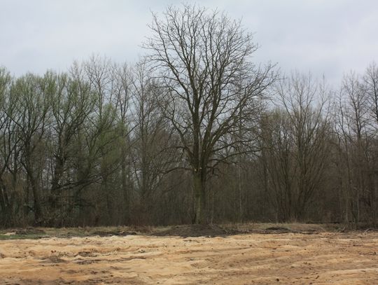 Teren starannie oczyszczono. Dzisiaj już nie ma sladu po rosnacych tu kiedykolwiek drzewach