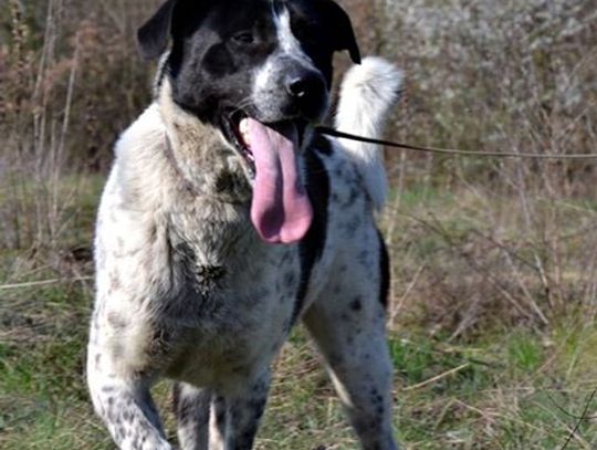 Fuks, Dalia i Keks czekają na ciebie w schronisku