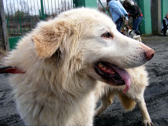 Biały - przyjaciel dla Twojego domu Biały - przyjaciel dla Twojego domu