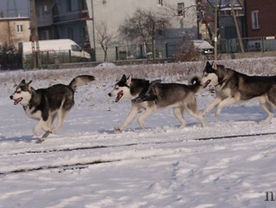 Szczenięce lata w stylu „husky”