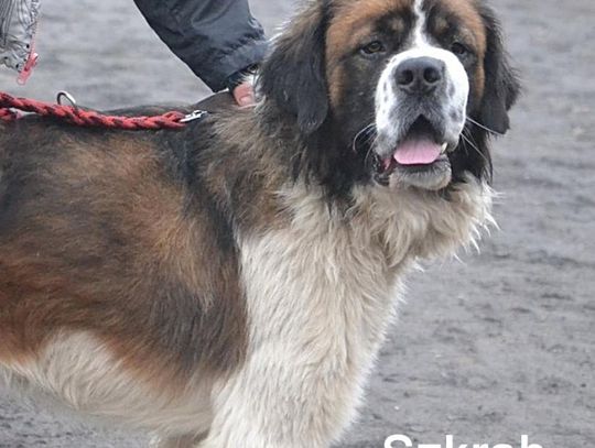 Amber, Szkrab i Wegi czekają na dom