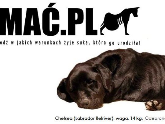 Kampania Psia Mać na ratunek psim matkom