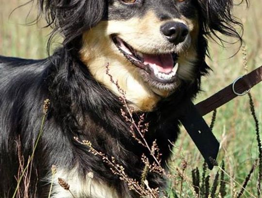 Kolejne trzy psiaki do przygarnięcia