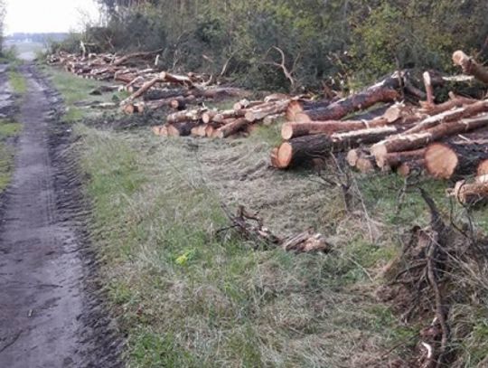 Kogo obchodzą wstrętne ptaszyska