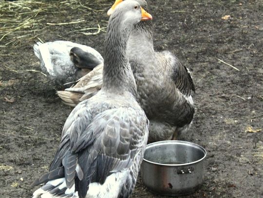 (FOTO) Żywa szopka przy parafii Najświętszego Serca Jezusowego