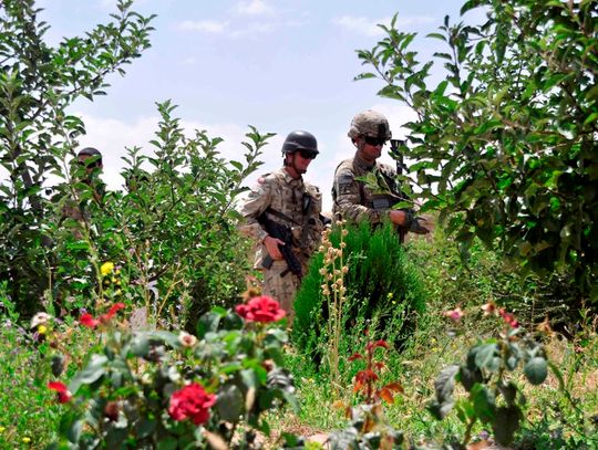 Wspierają rolników w Afganistanie Wspierają rolników w Afganistanie