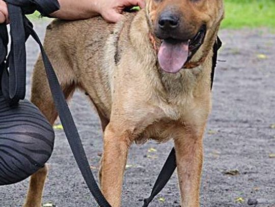 Harry, Omar i Szrama - do opieki od zaraz