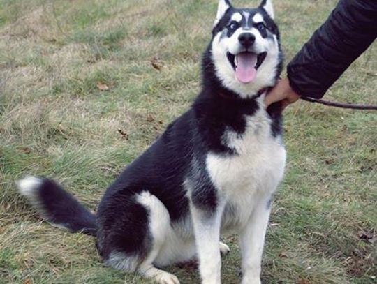 I ty możesz przygarnąć psa