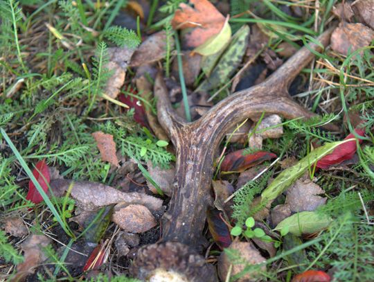 Jesienny przeplataniec