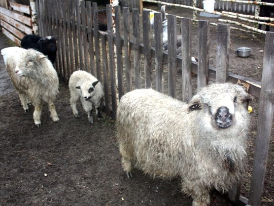 (FOTO) Żywa szopka przy parafii Najświętszego Serca Jezusowego