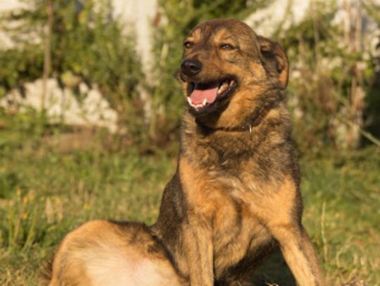 Szukamy dla Czikity domu. Piękna sunia z Tomaszowa do adopcji.