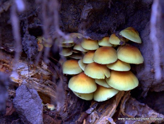 Jesienny przeplataniec