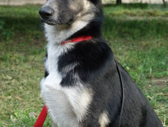 Abbi, Morik i Luki - szukamy dla nich domów Abbi, Morik i Luki - szukamy dla nich domów