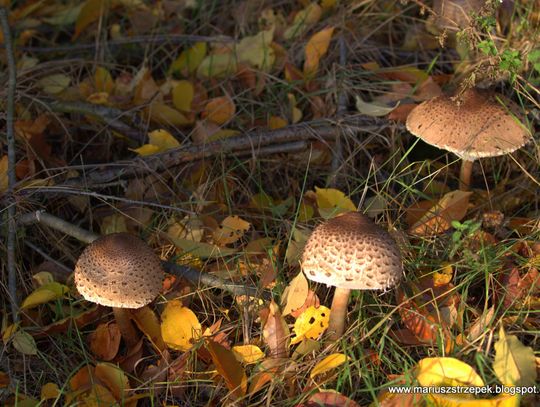 Jesienny przeplataniec