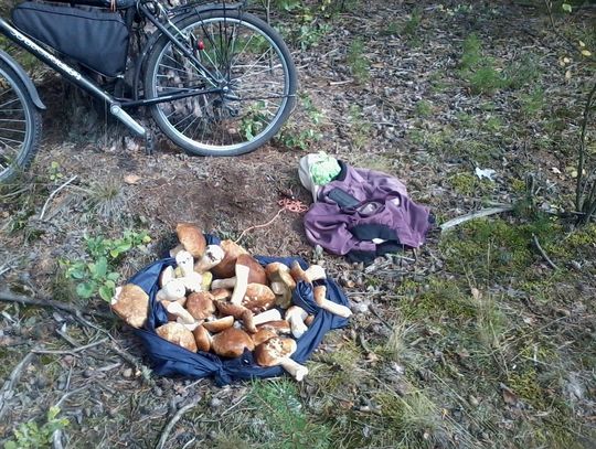 ... może byśmy tak... na grzybobranie