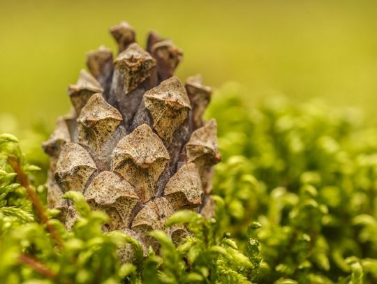 Świat z całkiem bliska