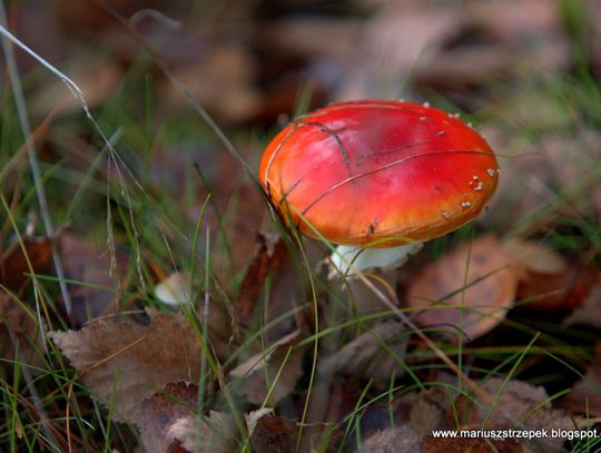 Jesienny przeplataniec