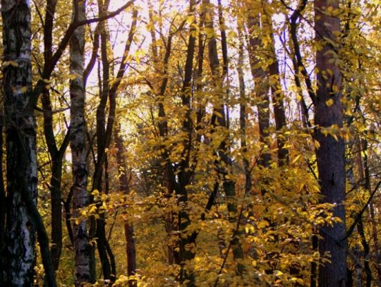 Jesienny przeplataniec