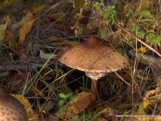 Jesienny przeplataniec