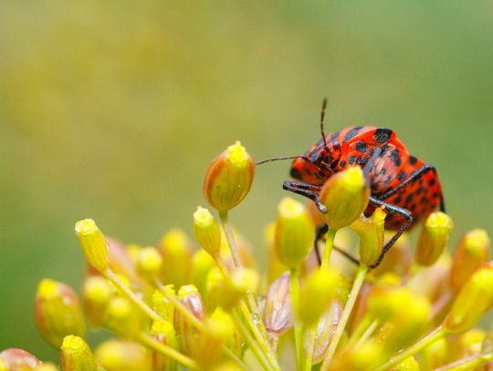 Świat z całkiem bliska