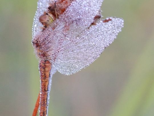 Świat z całkiem bliska