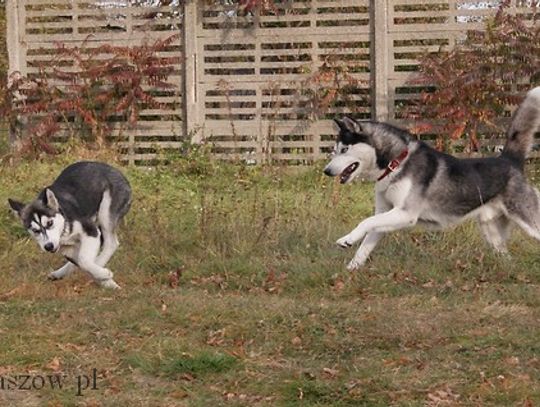 Szczenięce lata w stylu „husky”