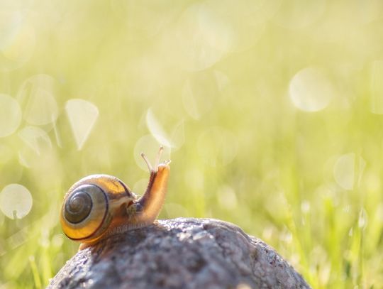 Świat z całkiem bliska