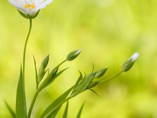 Świat z całkiem bliska