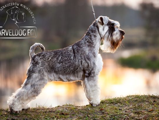 Czworonożna gwiazda