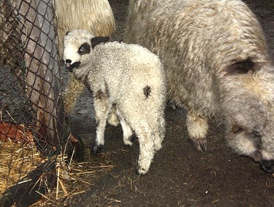 (FOTO) Żywa szopka przy parafii Najświętszego Serca Jezusowego
