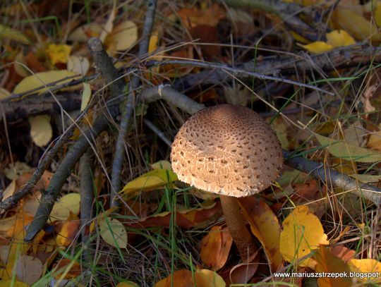 Jesienny przeplataniec