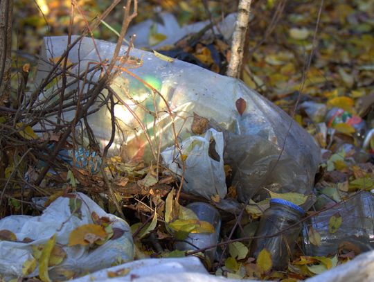 Człowiek to jednak zadziwiające stworzenie...