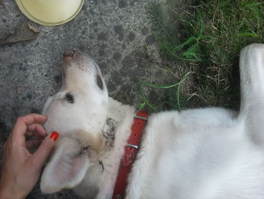 Łajti, gdzie jesteś? Łajti, gdzie jesteś?