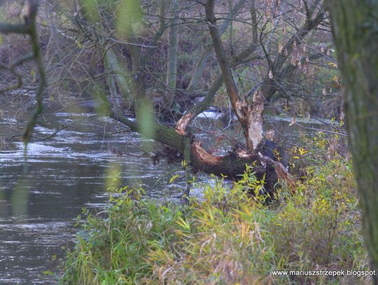 Jesienny przeplataniec