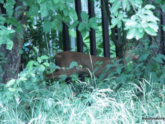 Interesant Interesant