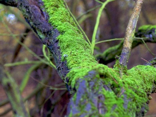 Jesienny przeplataniec