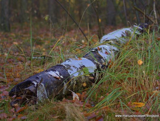 Jesienny przeplataniec