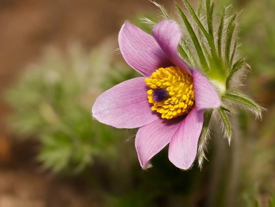 Świat z całkiem bliska