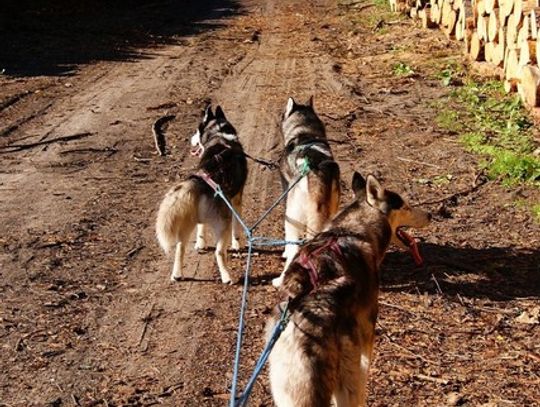 Trening
Fado, Roki, Pomyłka
