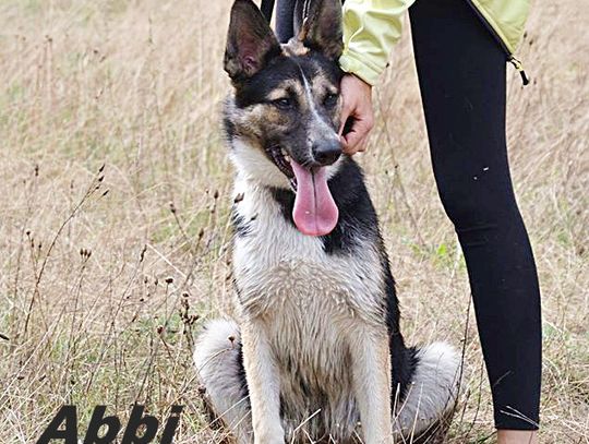 Iłek, beryl i Abbi - jesli szukasz przyjaciela