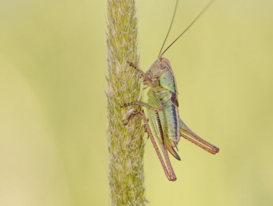 Świat z całkiem bliska